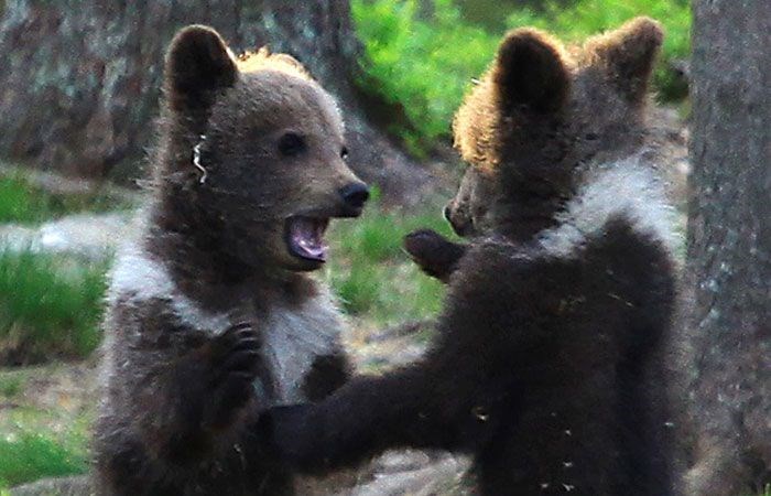 Dancing Bear Full Movie