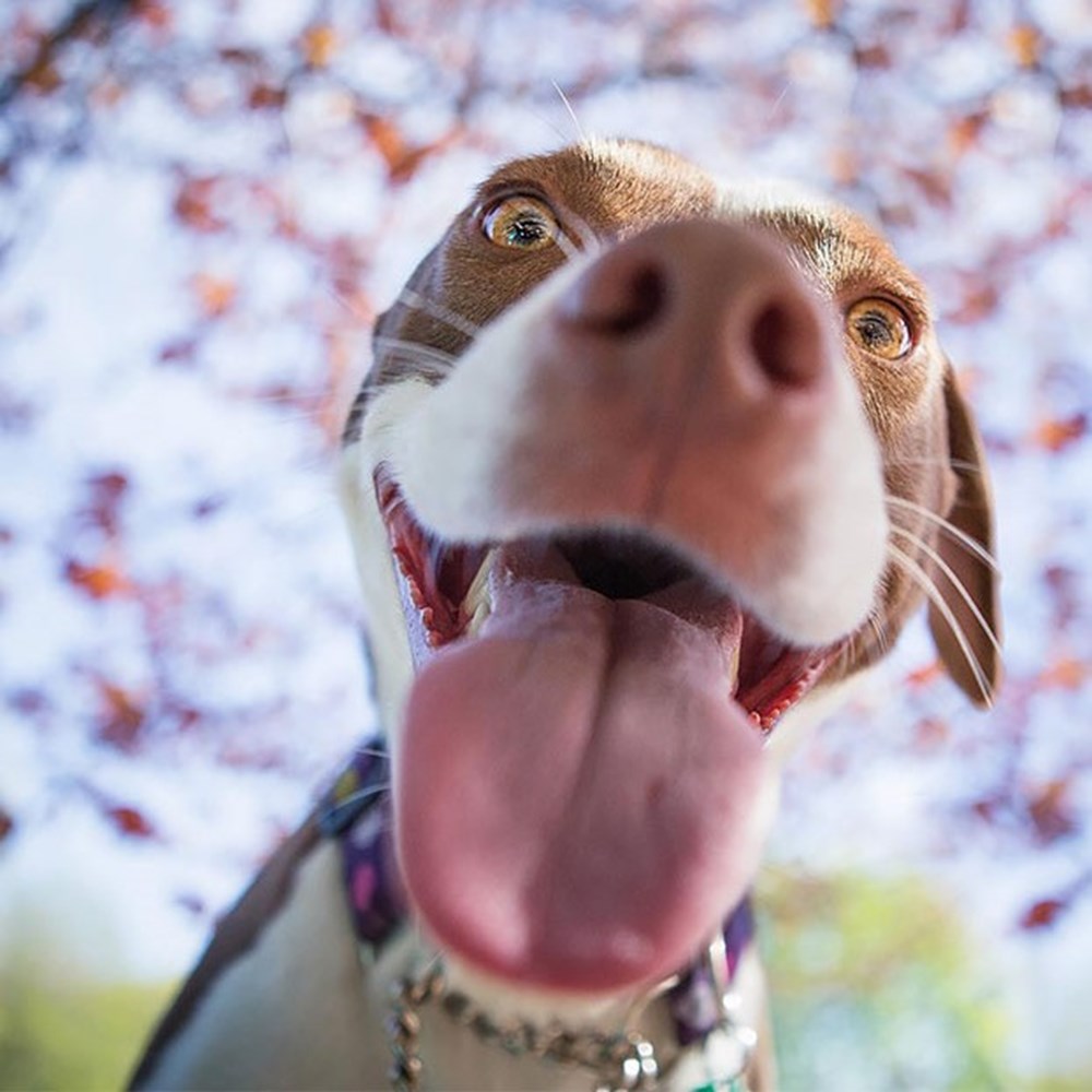 Dünyanın en fotojenik köpekleri NTV