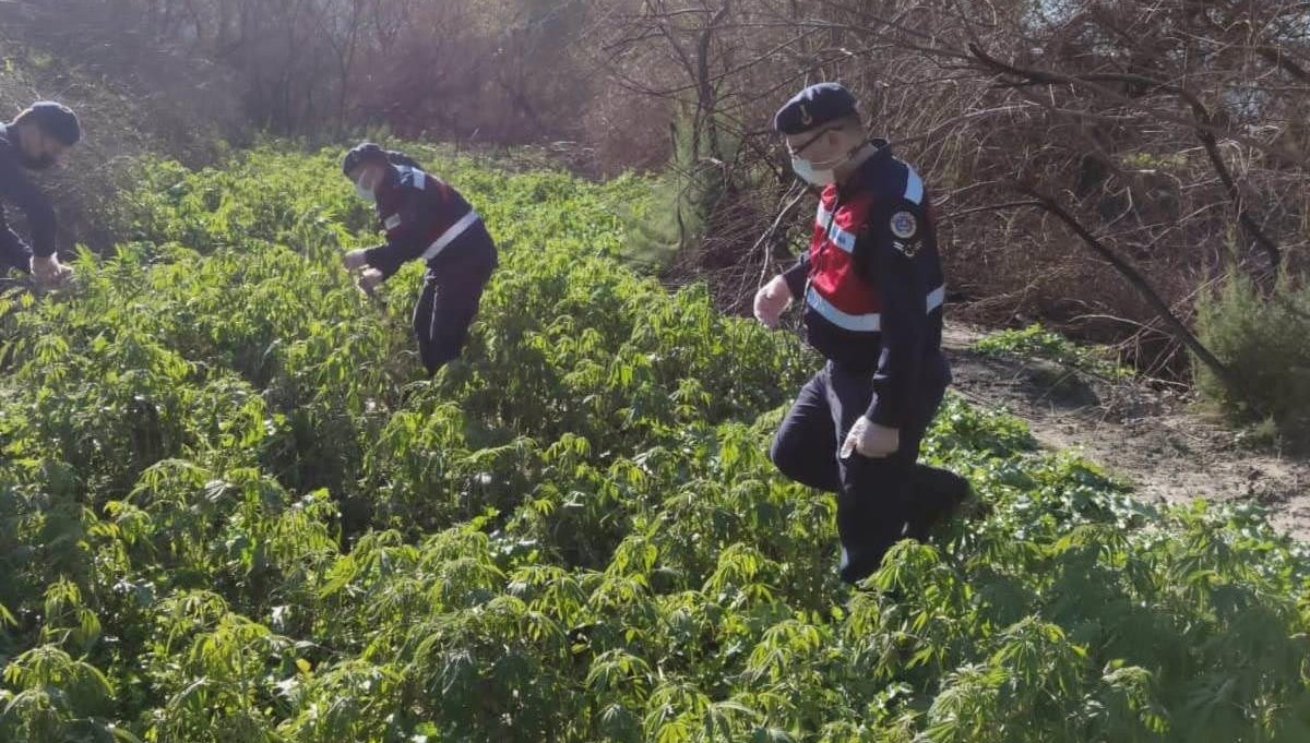 Milas'ta 17 bin 660 kök Hint keneviri ele geçirildi