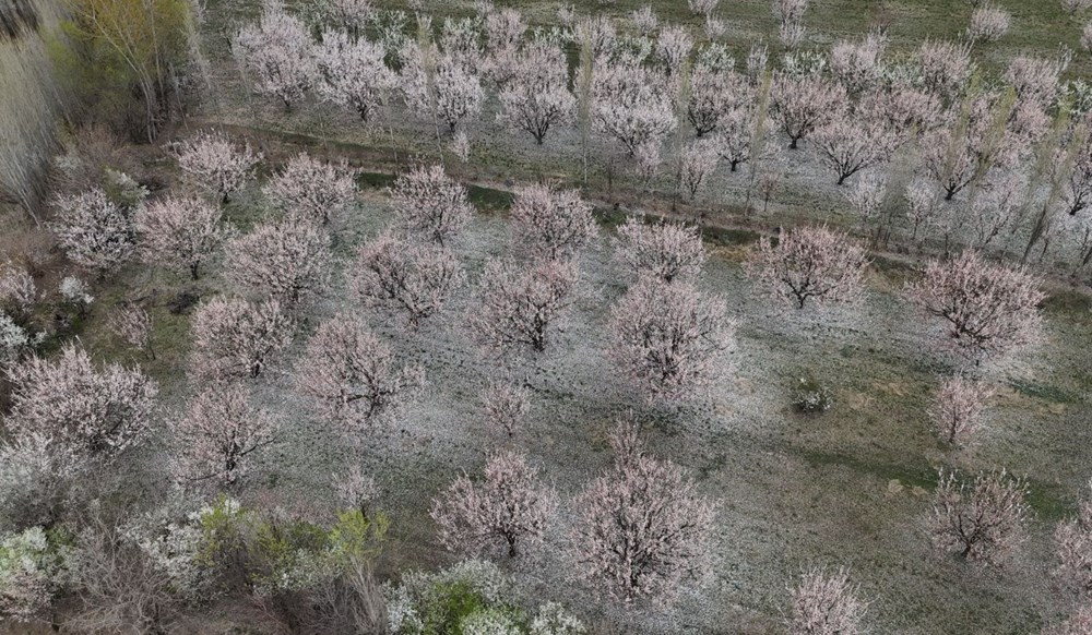 Kayısı Çiçeği Rüyaları: Kartpostaldan Fırlamış Bahar Manzaraları 72 1RwCQwSE30eearURrc4dpQ