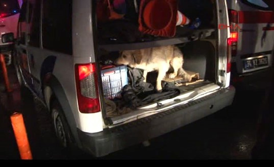 Vefalı köpek ambulansa alınan sahibini bırakmadı - 2