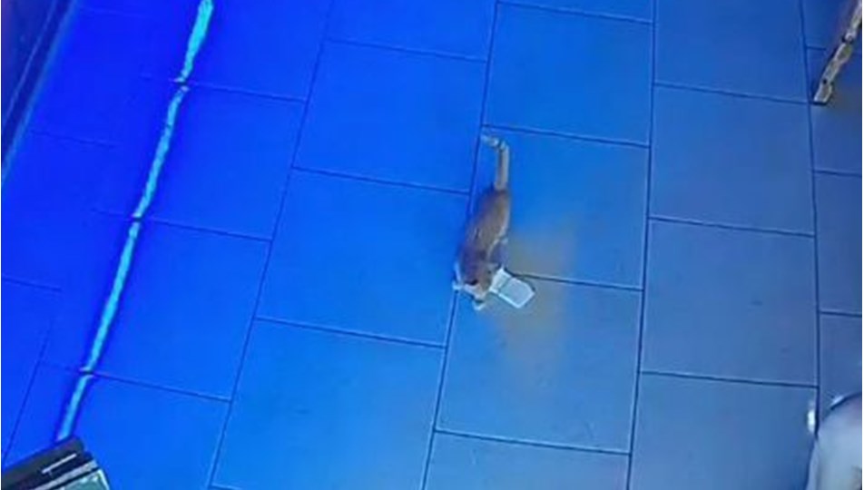 Rusya�da kasadan para çalan kedi suçüstü yakalandı NTV
