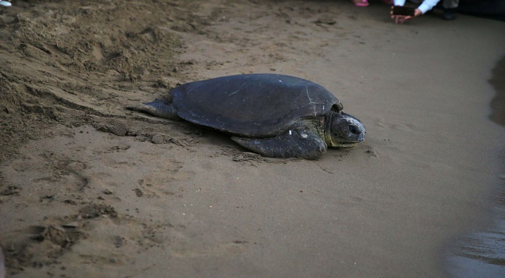 35 bin yavru caretta caretta denizle buluştu - 10