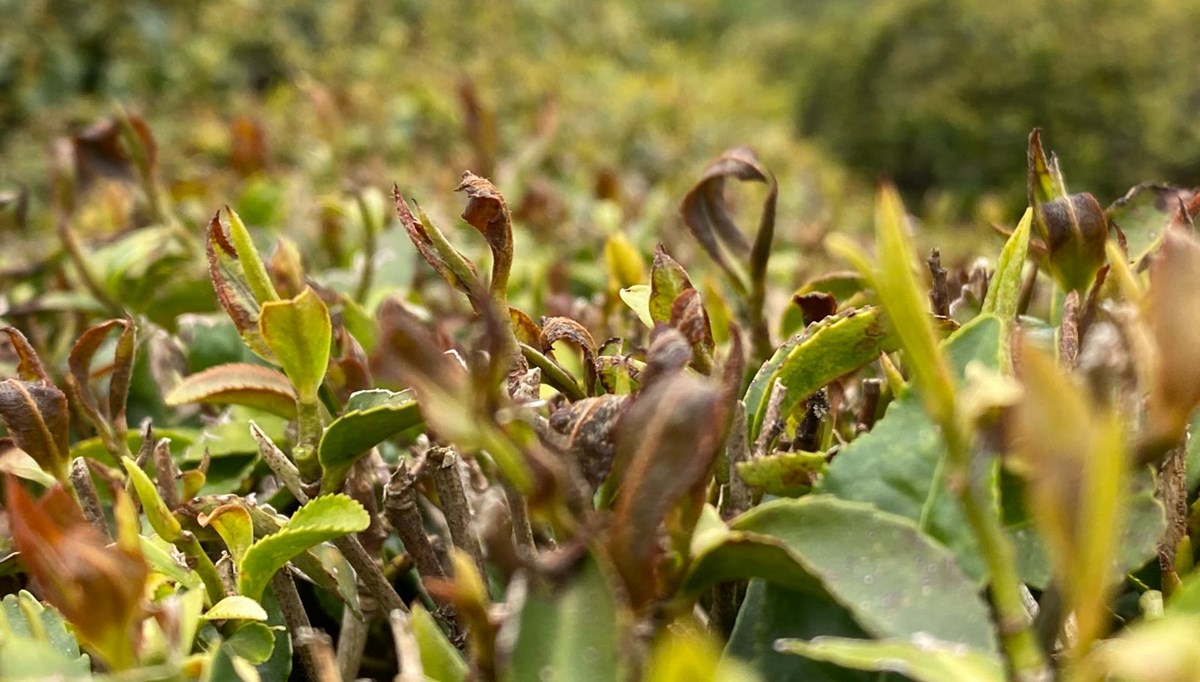 Baharda gelen kış felaketi! Çay dalında yandı, üretici kara kara düşünüyor