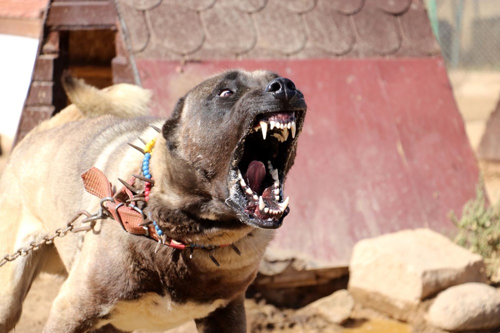 Yurtdışından talep yağıyor, lüks otomobil fiyatına alıcı buluyor - 2