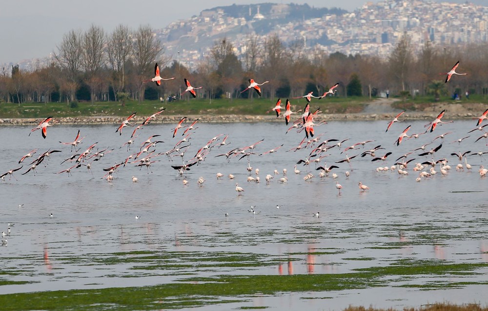Deniz yosunu, İzmir Körfezi'nde yeniden yayılıyor - 19