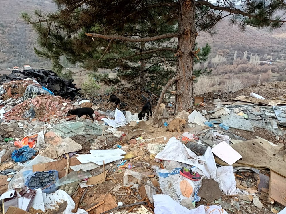70 sokak köpeği dağlık alanda ölüme terk edildi - 3