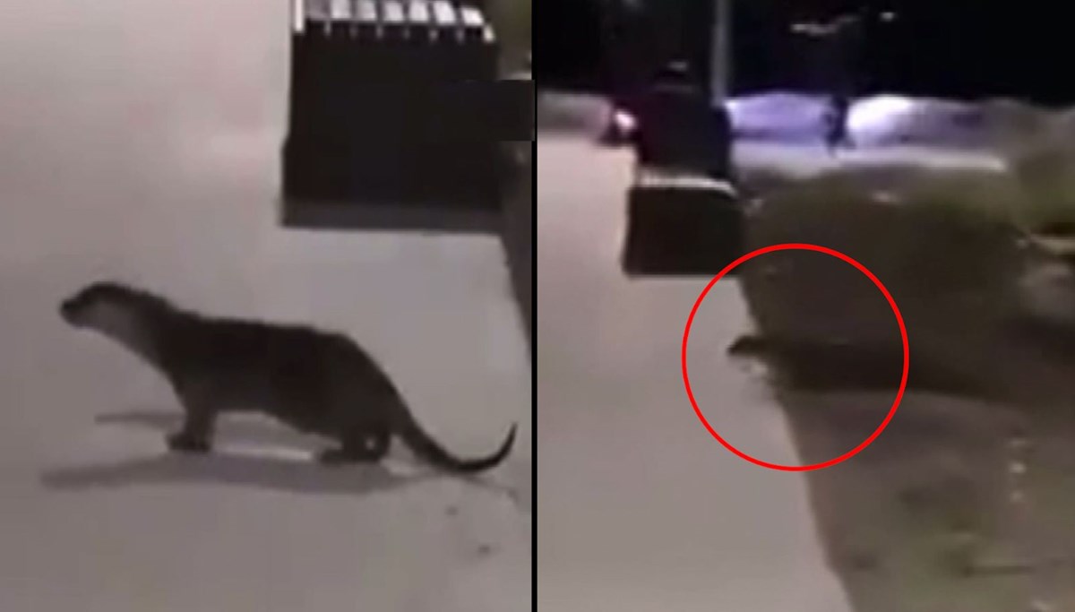 Kurbağalıdere’de su samuru: Görenler kedi zannetti