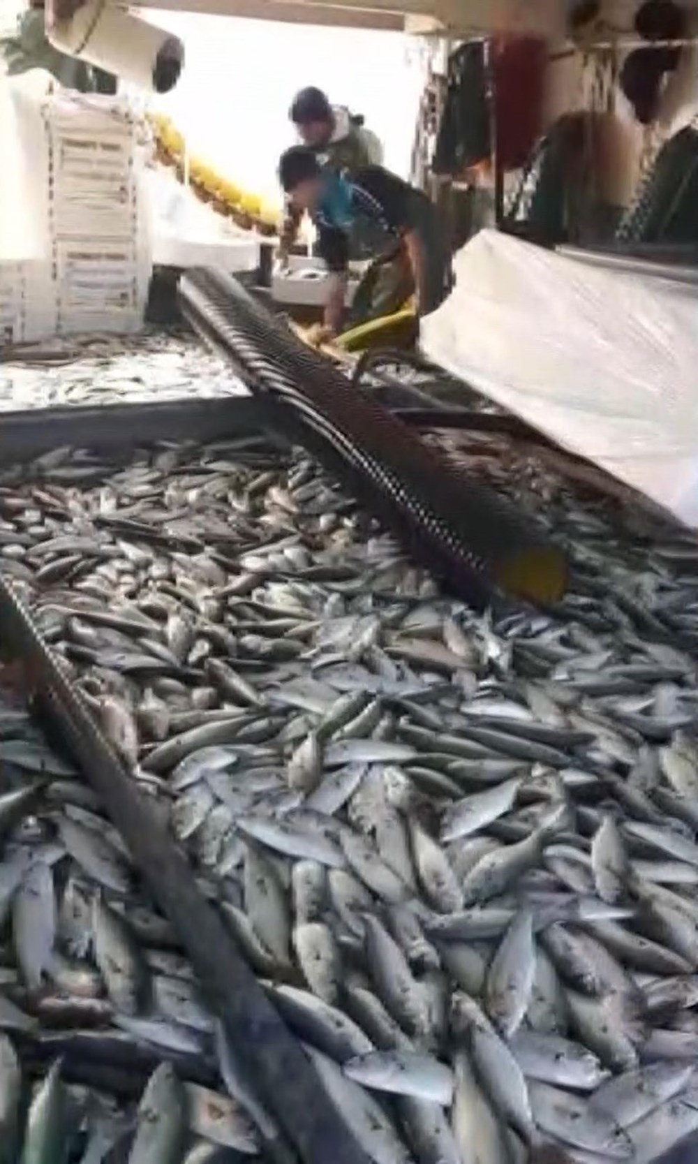 Karadeniz'in en değerlisi: Kilosu 200 lira - 11