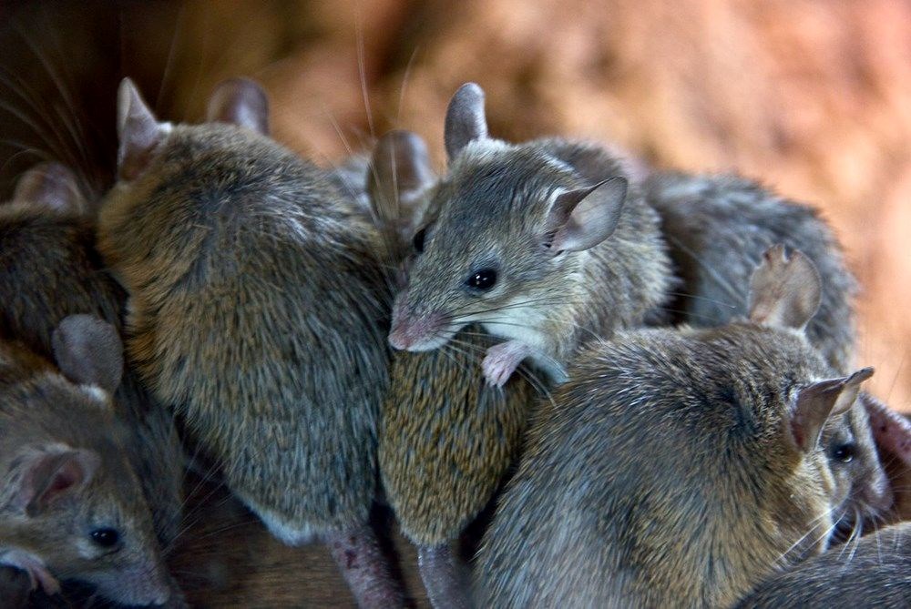 Covid-19 nasıl ortaya çıktı? Yeni iddialar - 24