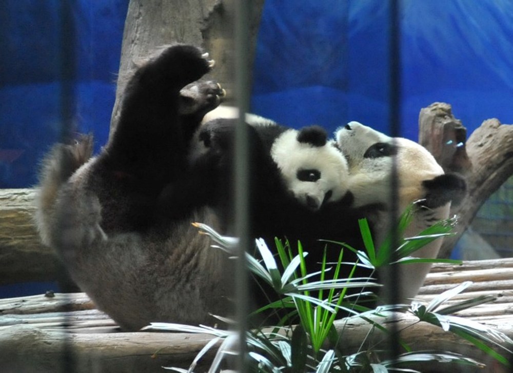 Yavru panda ilgi odağı - 1