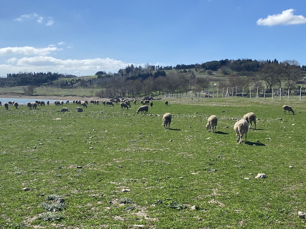 Büyükçekmece Baraj Gölü çekildi: Balıkların olduğu yerde koyunlar otluyor - 6