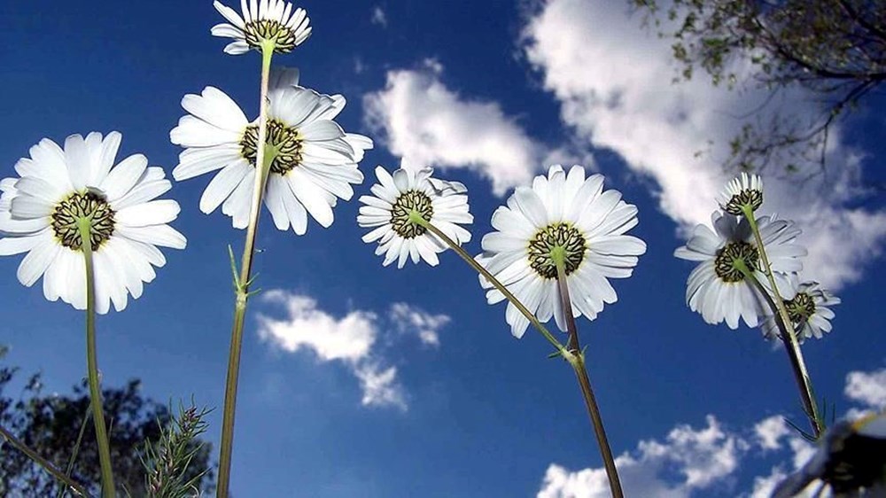 Cemreler ne vakit düşecek? 1. Cemre düşme tarihi 4 1XiDmMAYikuV cDz59t7HQ