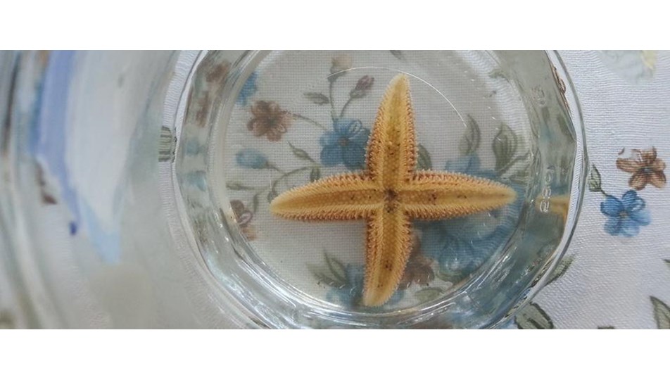 erdek te dort bacakli denizyildizi