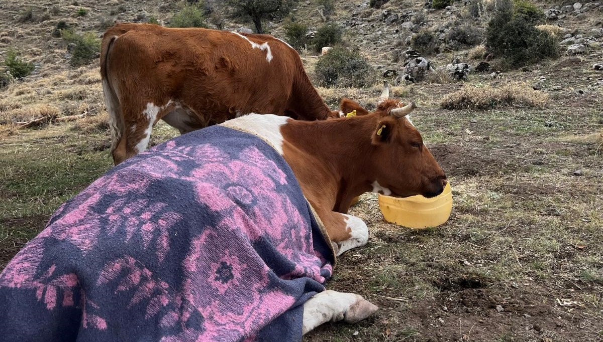 Uçurumdan düşen inek için 2 gün süren kurtarma operasyonu