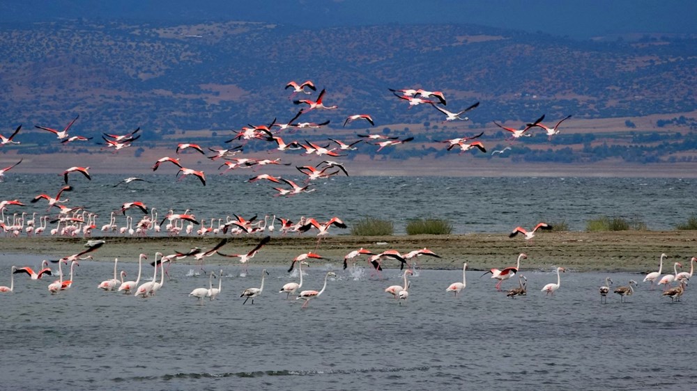 Flamingolar, suyu azalan Burdur Gölü'nde - 1