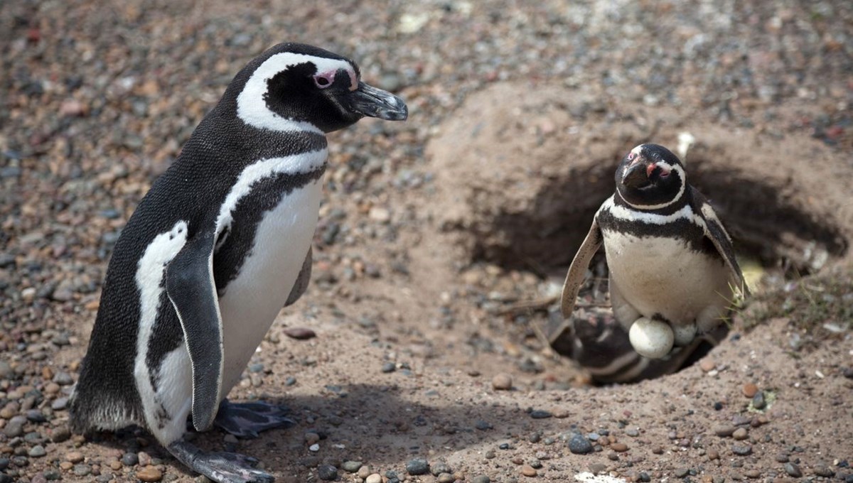 Eşcinsel penguenler Elma ve Lima çocuk sahibi oldu Eşcinsel penguenler Elma ve Lima çocuk sahibi oldu