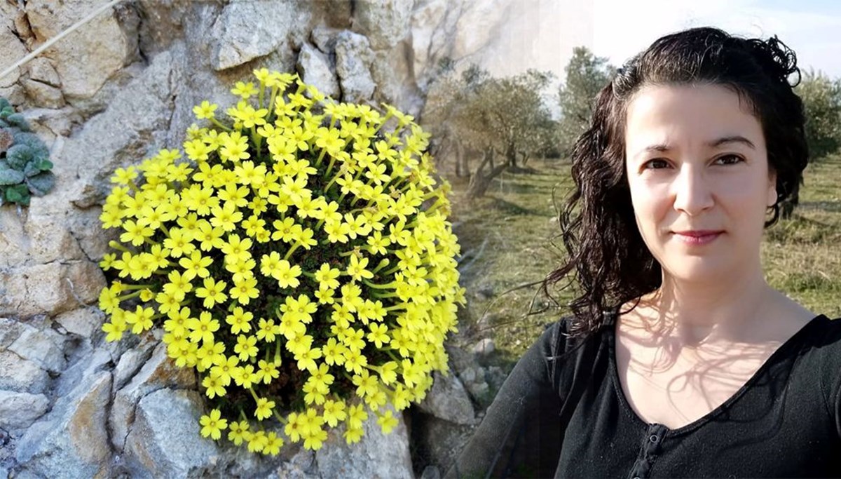 Güzel-Zeynep Işık Çiçeği dünya literatürüne girdi