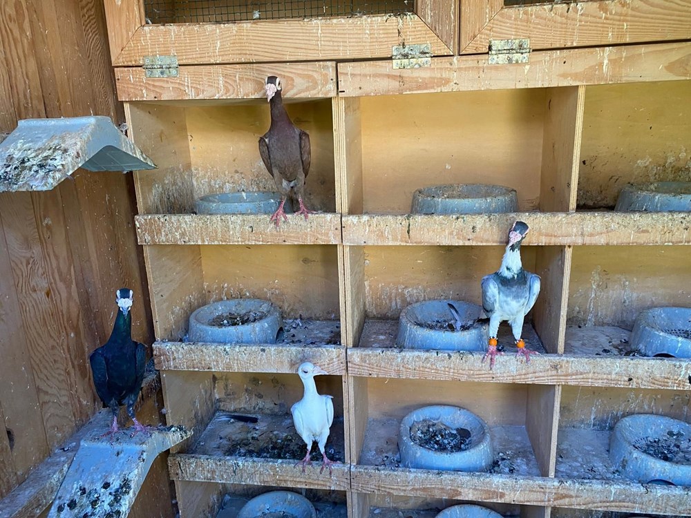 İstanbul'da silah operasyonu: Puma, flamingo, iguana ele geçirildi - 7