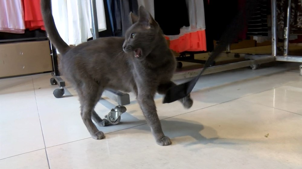 Bağcılar'da kedi, Sibirya kurduna saldırdı - 2