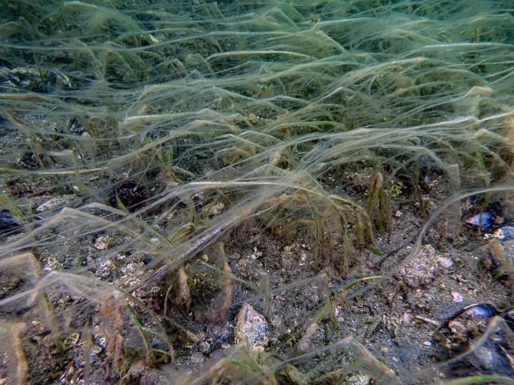 Marmara Denizi’nin dibinden endişelendiren
görüntü: İlkbahar ve yaz ayları için uyarı - 4