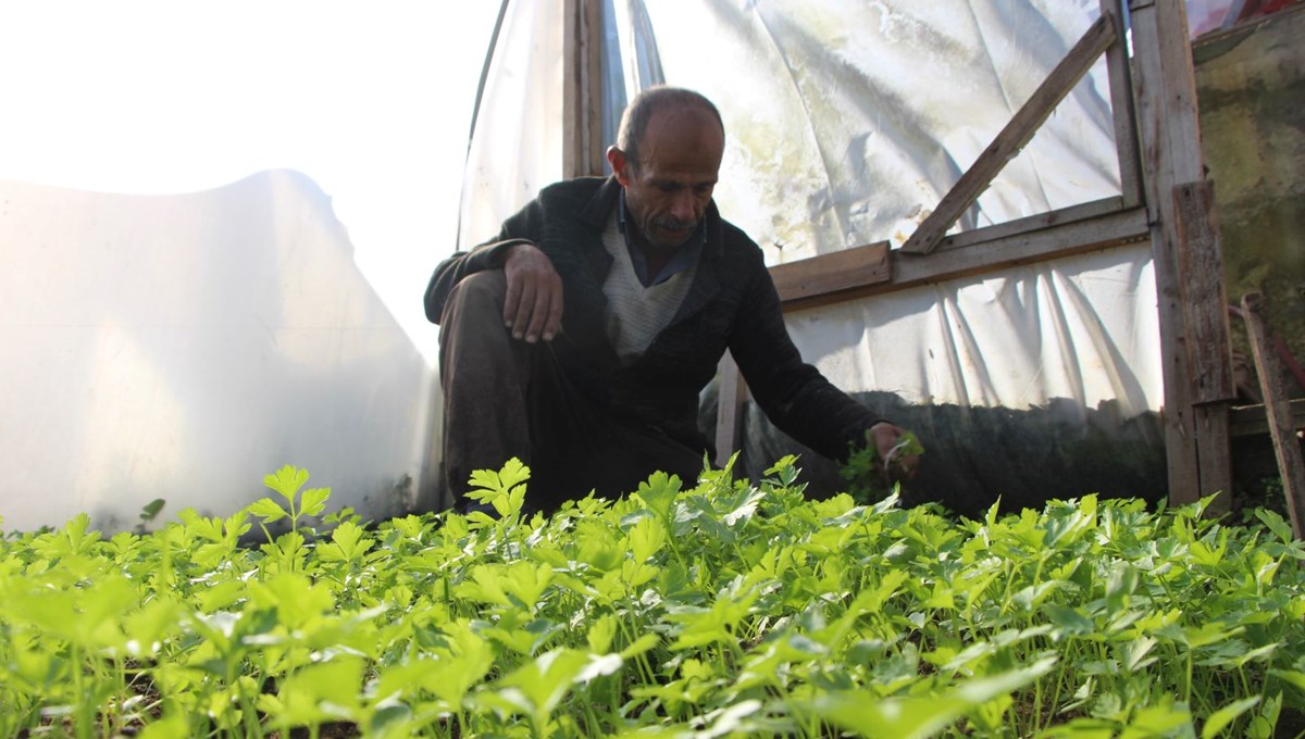 Şehir merkezinde apartmanlar arasında organik tarım yapıyorlar! Fiyatları duyan hayret ediyor