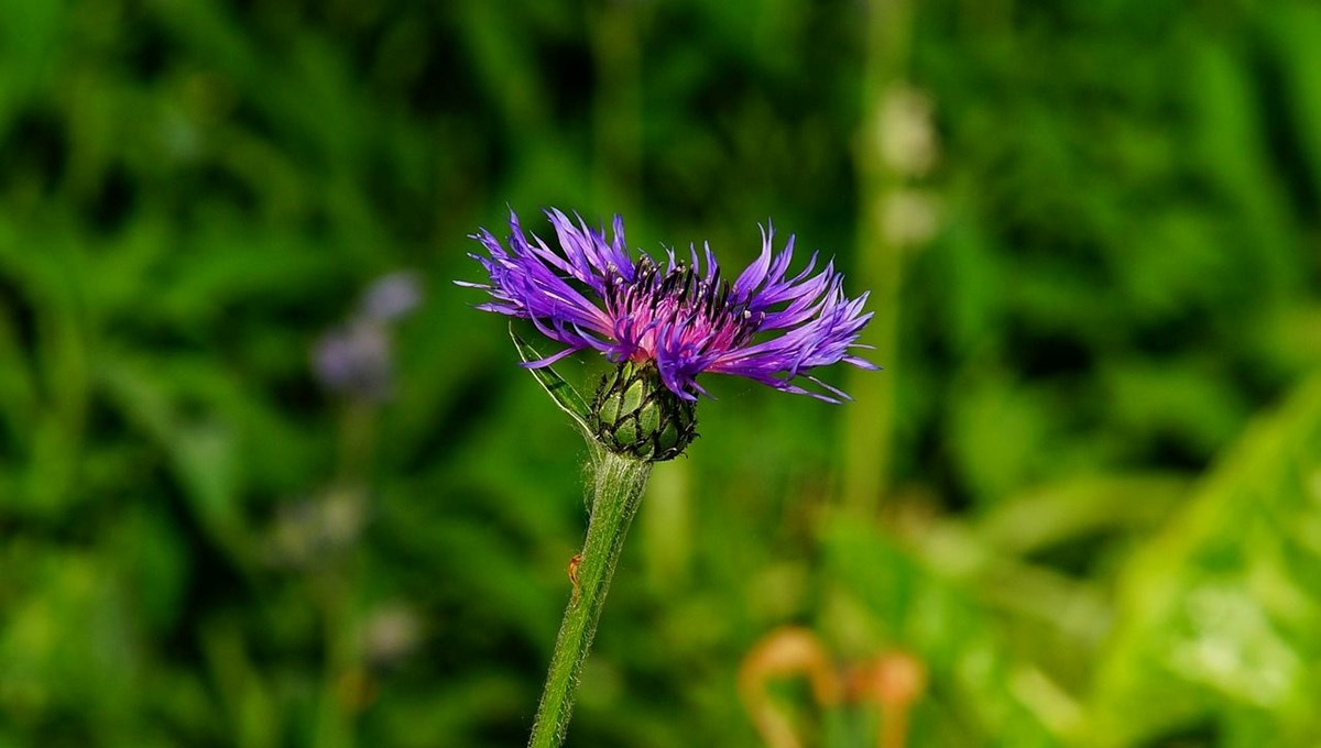 Yaz gün dönümü ne zaman?