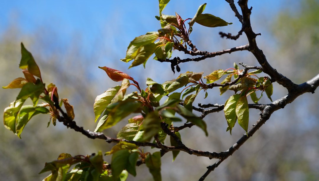 Zirai don, meyve bahçelerinde ürün bırakmadı: "22 yıldır ilk kez bu kadar şiddetli oldu