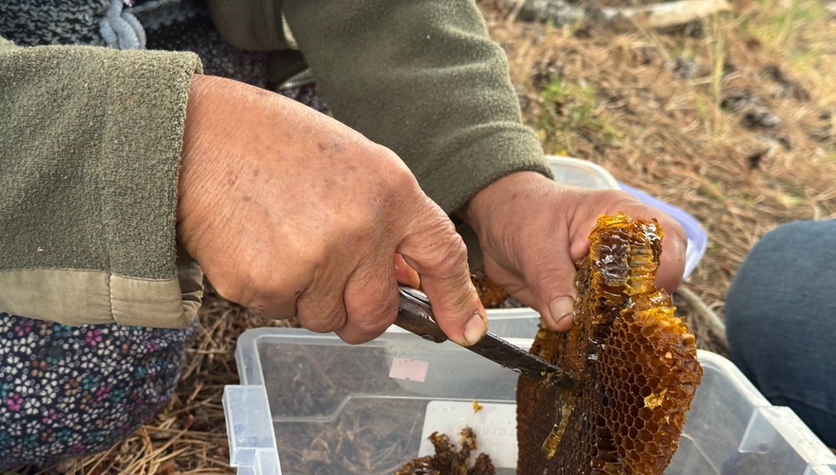 Bulmak için dağ taş geziyor: Kilosunu 5 bin liradan satıyor