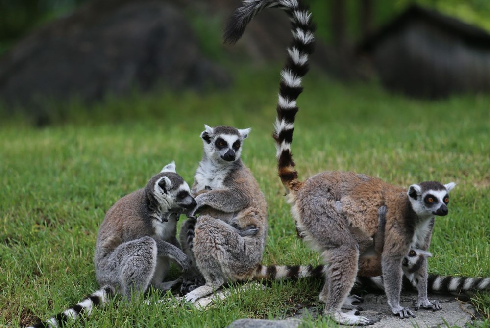 Bursa'daki lemur ailesi büyüyor - 10