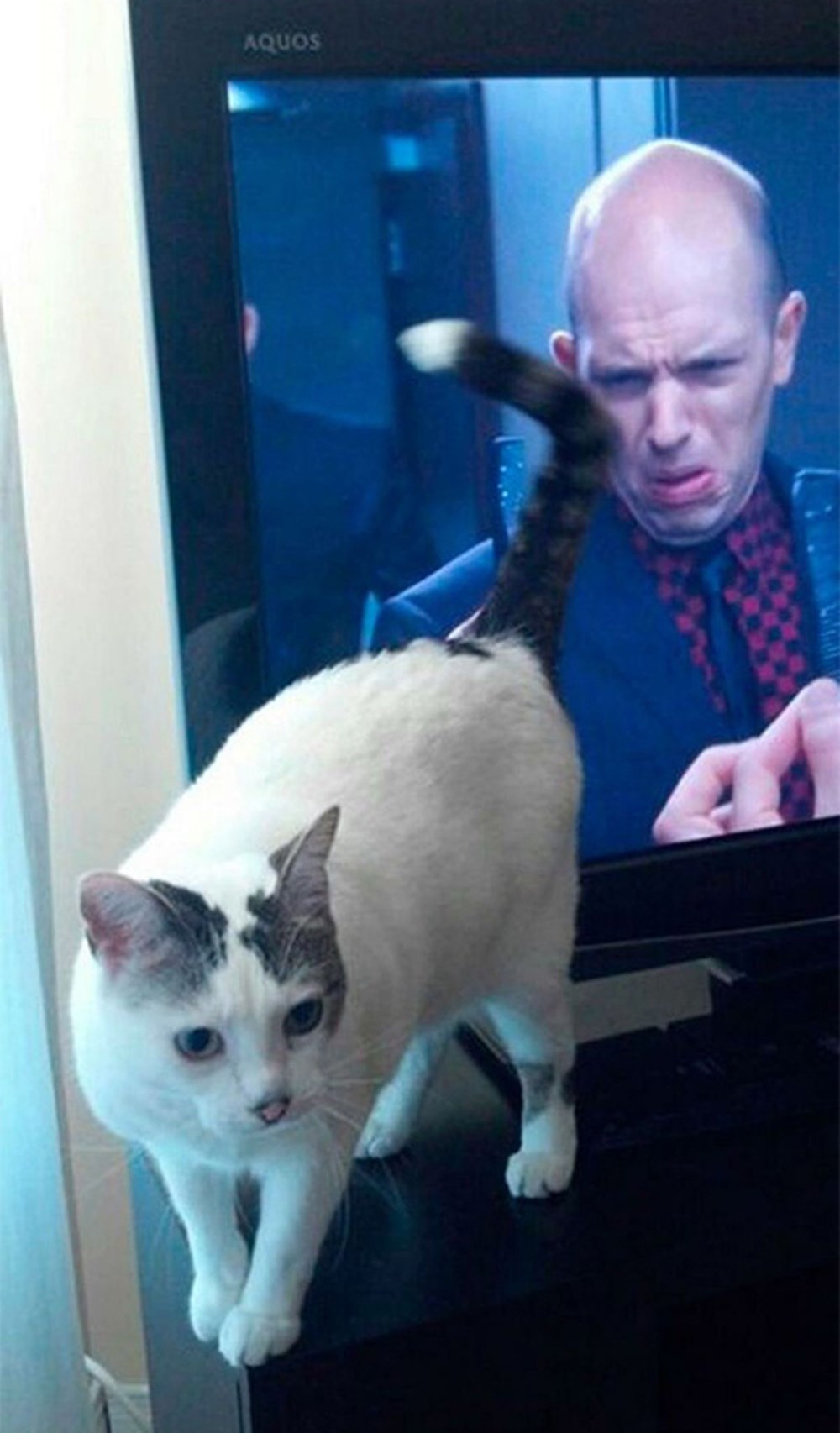 Mükemmel zamanlamayla çekilmiş kedi fotoğrafları NTV
