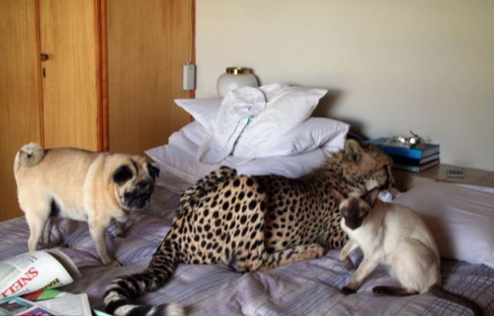 Минусы диких животных дома. Домашний гепард. Домашние животные для квартиры. Леопард в квартире. Гепард домашний в доме.