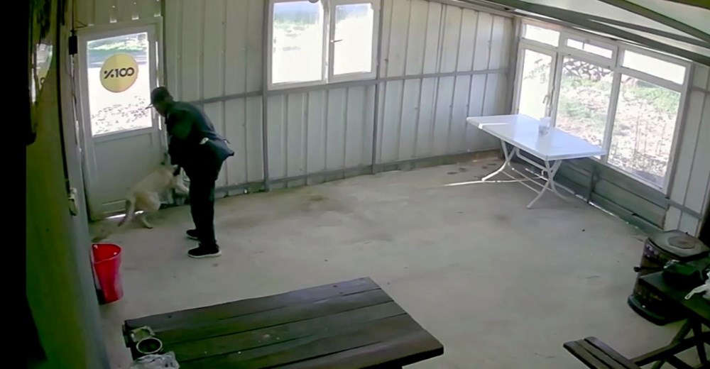 Bunun adı canilik! Bastonuyla köpeğe defalarca vurdu, "Bobi" kanlar içinde kaldı - 3