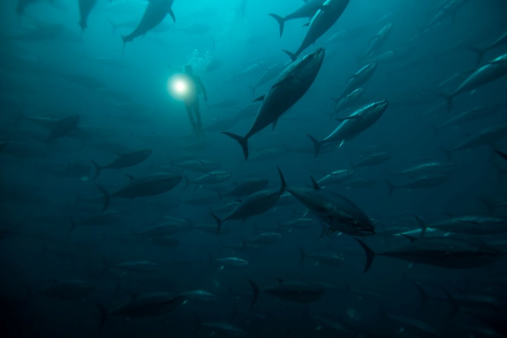 orkinos-ihracat-ndan-6-ayda-40-milyon-dolar-son-dakika-ekonomi