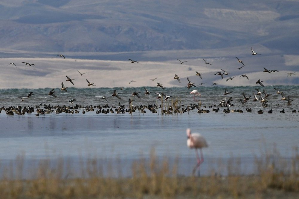 Van'ın kuş cenneti Erçek Gölü, yaban kazlarıyla şenlendi - 4