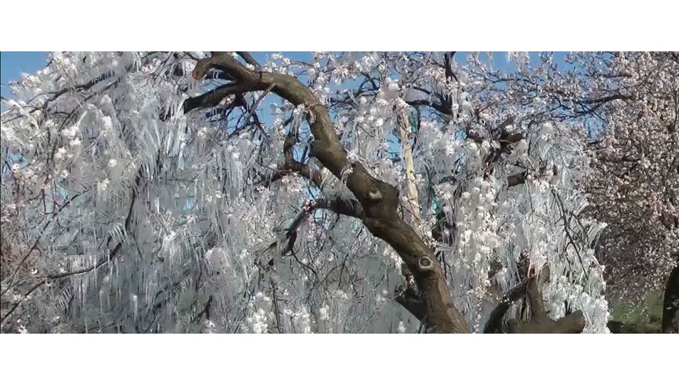 "Zirai don" tedbiri fıkraları aratmadı