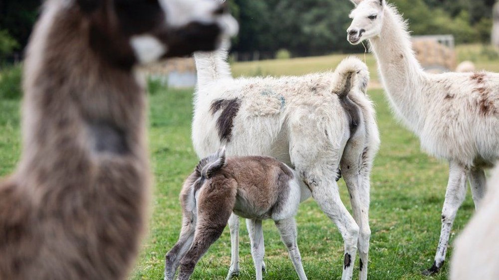 Covid-19 tedavisinde 'lama' umudu: Burun spreyi olarak kullanılacak - 2