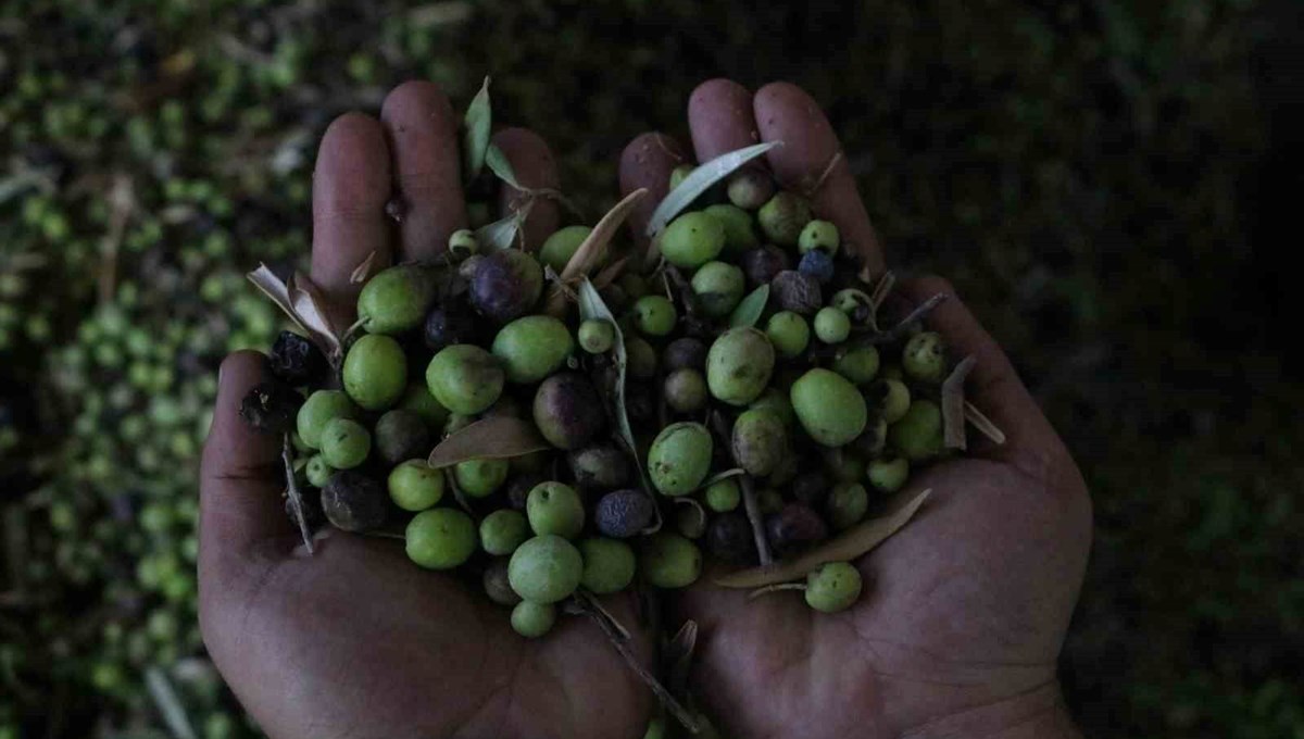 Altınözü zeytinyağı artık tescilli ürün oldu