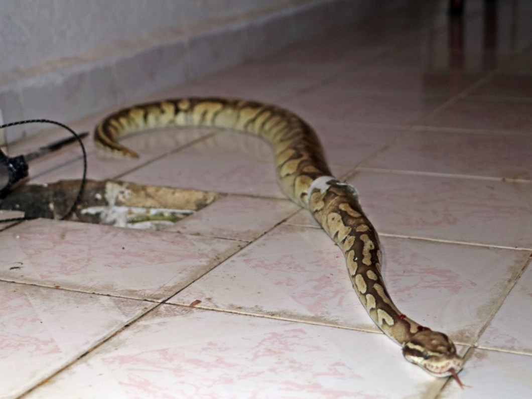 balkondaki su giderinden piton yilani