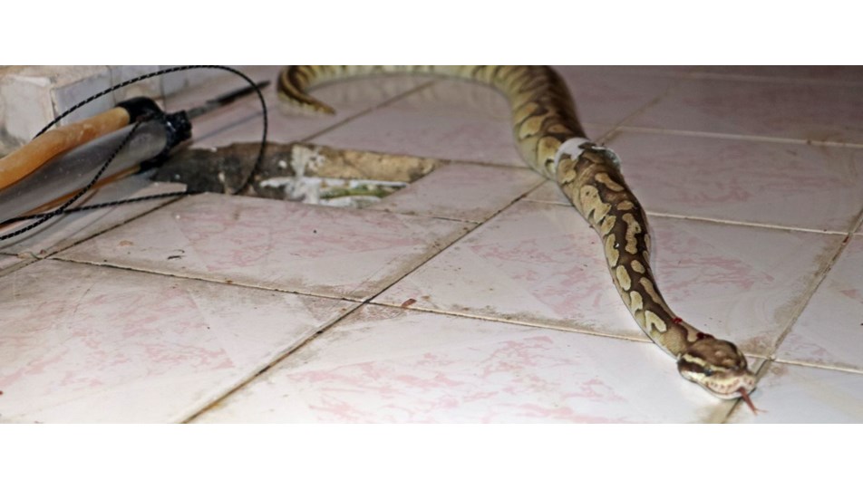 Balkondaki su giderinden Piton yılanı çıktı