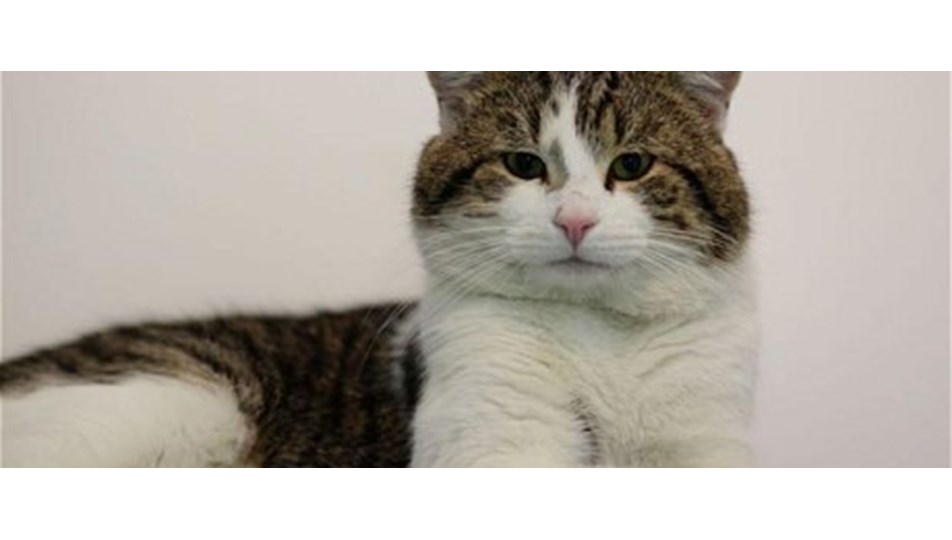 Başbakanlık’ta ‘kedi fare’ oyunu NTV