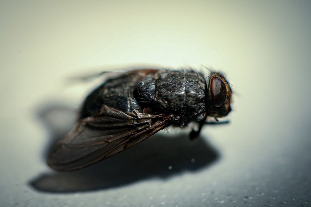 Dedektif
böcekler: Cesetlerin üzerinde bulunan sinekler, 20 vakayı aydınlattı - 8