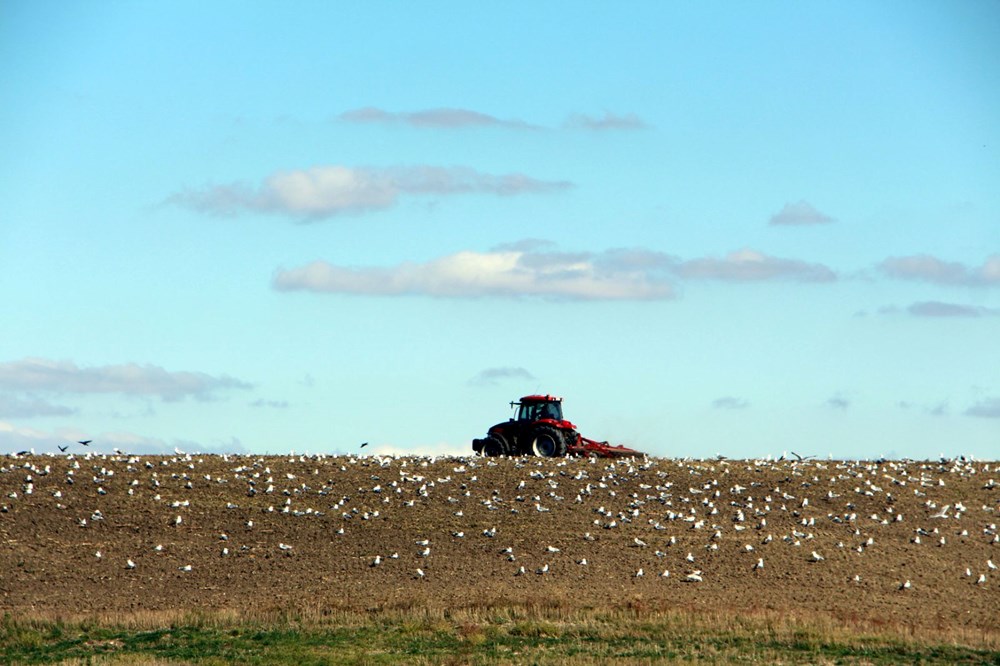 Edirne'de 'katil martı' paniği - 2