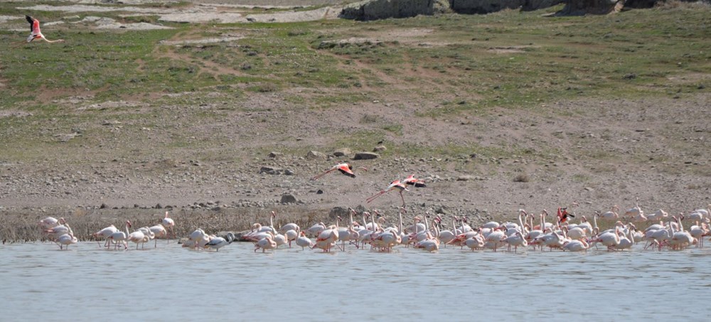 Flamingolar Tuz Gölü'ndeki evlerine geldi - 5
