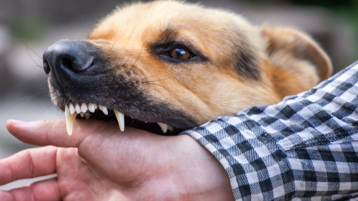 kopek saldirisindan korunma yontemleri ntv