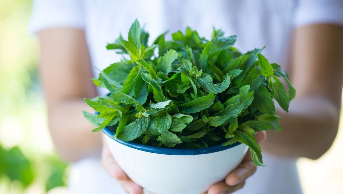 İbn-i Sina'nın favori besini! Hücre hasarını engelleyip yaşlanmayı yavaşlatıyor: Sayısız hastalığın çaresi onda