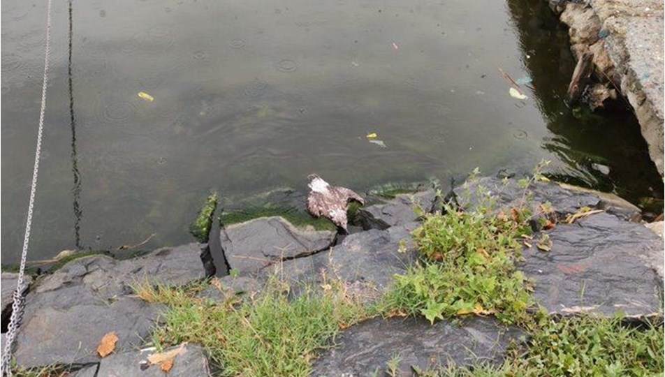 Küçükçekmece Gölü’nde balık ölümlerinden sonra martı ölümleri