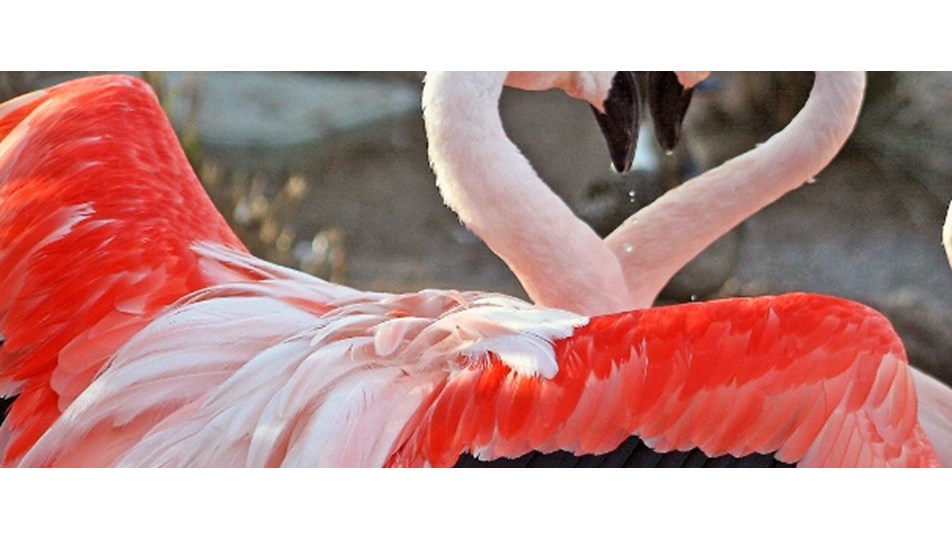 Flamingolara kuluçka adası