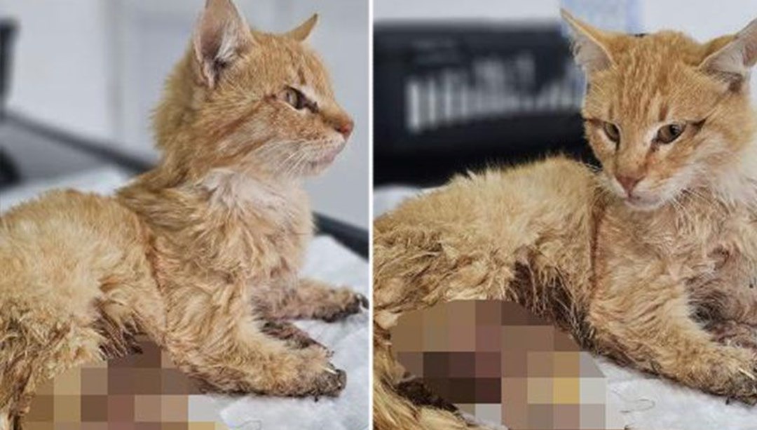 Kayseri'de vahşet 3 ayağı kesilmiş halde bulunan kedi öldü