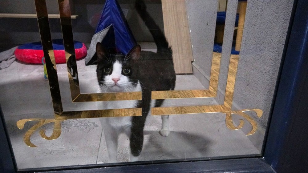Kedi Oteli bayramda tamamen doldu - 6